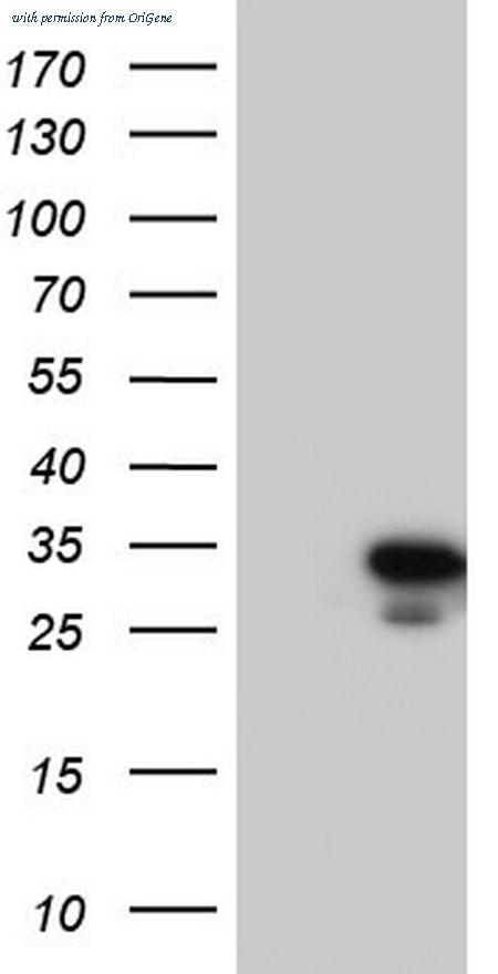 OriGene TA804052S image 1