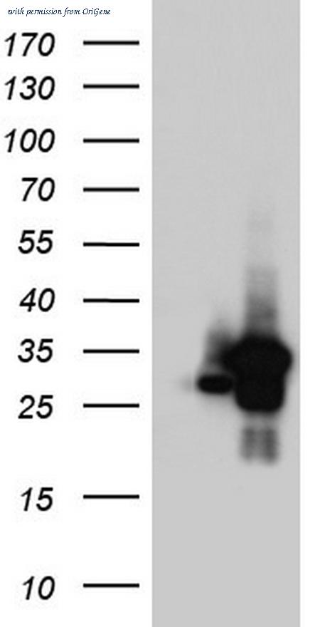 OriGene TA804056S image 1