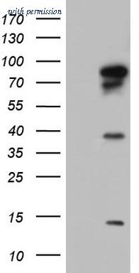 OriGene TA804080S image 1