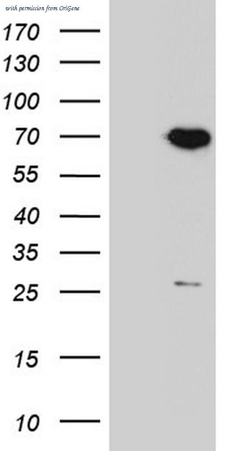 OriGene TA804105S image 1
