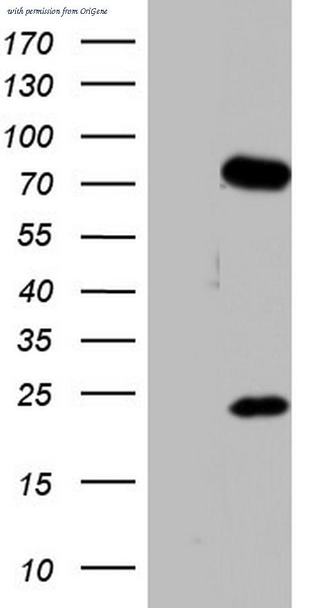 OriGene TA804106S image 1