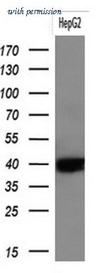 OriGene TA804133S image 1