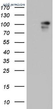 OriGene TA804135S image 1