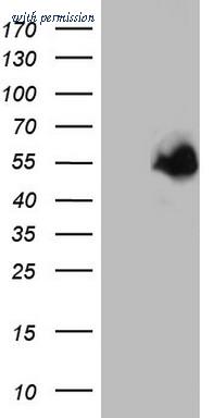 OriGene TA804189S image 1