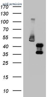OriGene TA804194S image 1