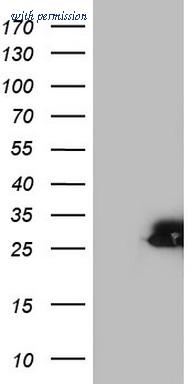 OriGene TA804222S image 1