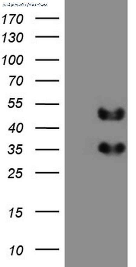 OriGene TA804226S image 1
