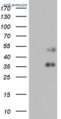 OriGene TA804227S image 1