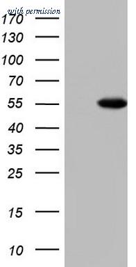 OriGene TA804229S image 1