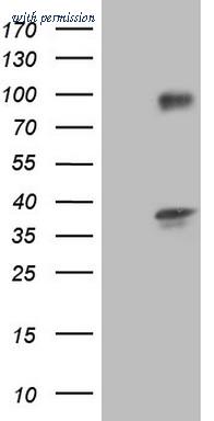 OriGene TA804275S image 1