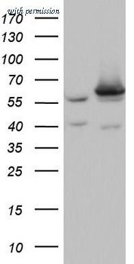 OriGene TA804284S image 1