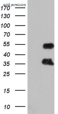 OriGene TA804285S image 1