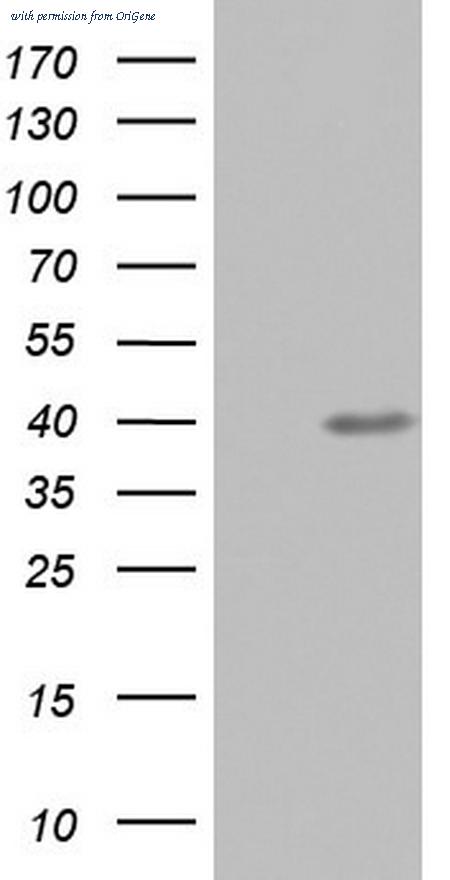 OriGene TA804287S image 1