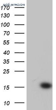 OriGene TA804388S image 1