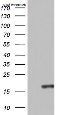OriGene TA804390S image 1