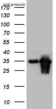 OriGene TA804400S image 1