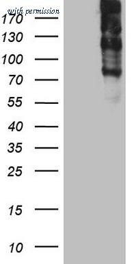 OriGene TA804410 image 1