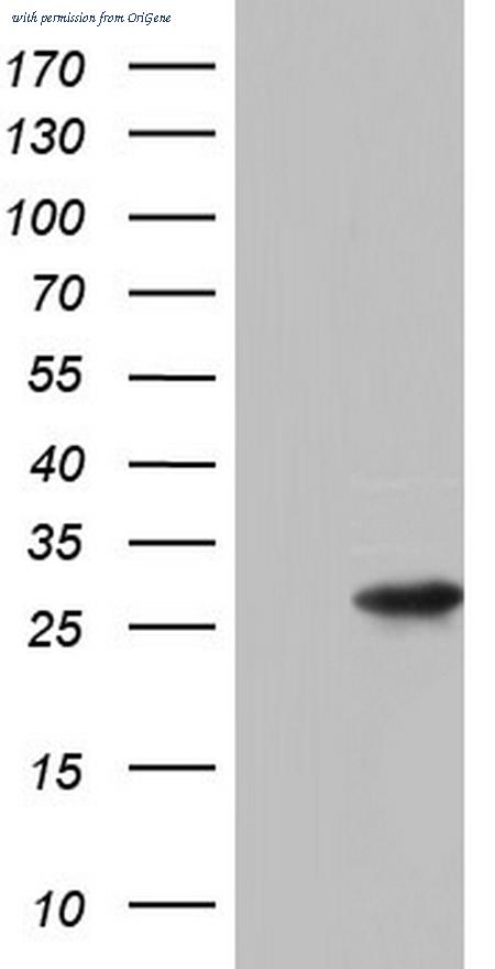 OriGene TA804471S image 1