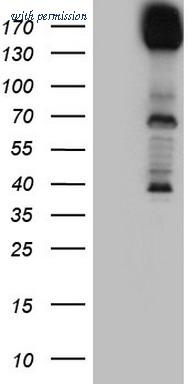 OriGene TA804517S image 1
