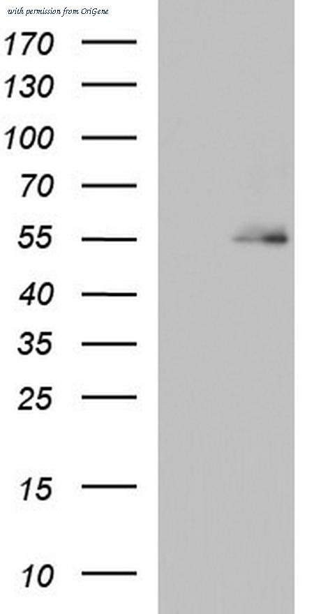 OriGene TA804560S image 1