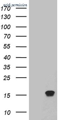 OriGene TA804565S image 1
