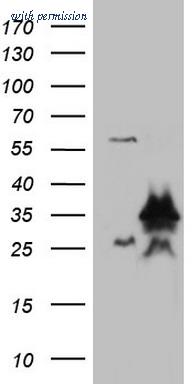 OriGene TA804567S image 1