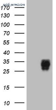 OriGene TA804592S image 1