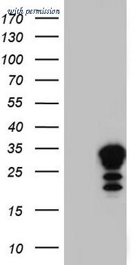 OriGene TA804656S image 1
