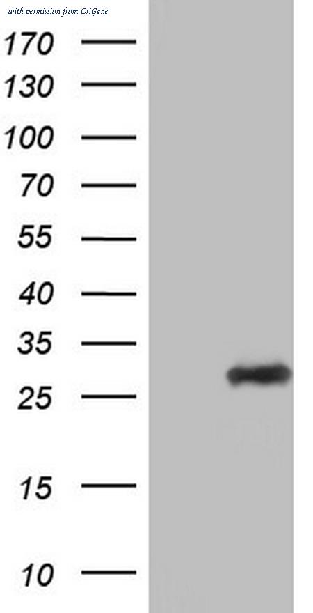OriGene TA804681S image 1