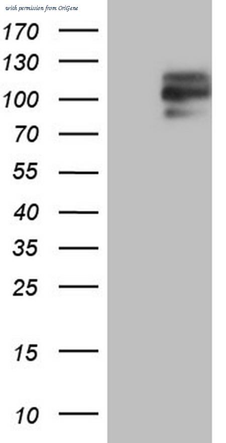 OriGene TA804749S image 1