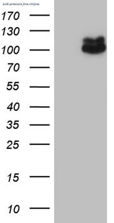 OriGene TA804750S image 1