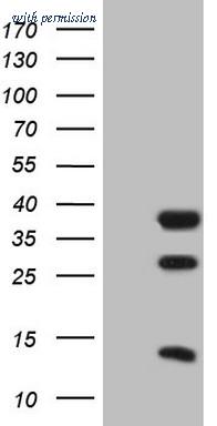 OriGene TA804782S image 1