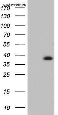 OriGene TA804857S image 1