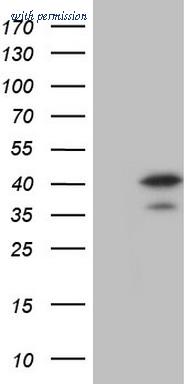 OriGene TA804860S image 1