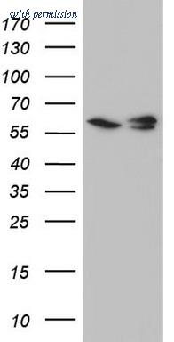 OriGene TA804862S image 1