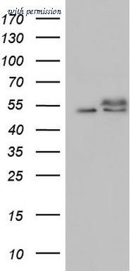 OriGene TA804864S image 1