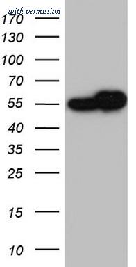 OriGene TA804868S image 1