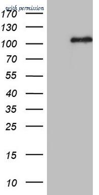 OriGene TA804882S image 1