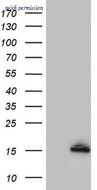 OriGene TA804890S image 1