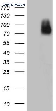 OriGene TA804894S image 1