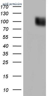 OriGene TA804916S image 1