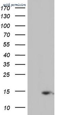 OriGene TA804924S image 1