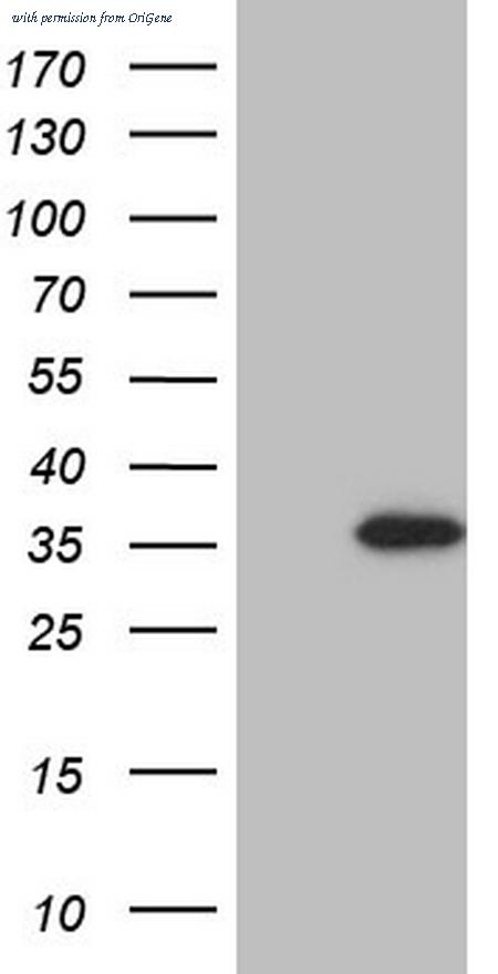 OriGene TA804929S image 1