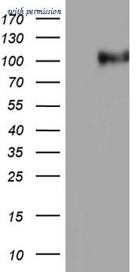 OriGene TA805047S image 1