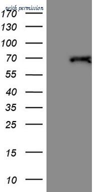 OriGene TA805056S image 1