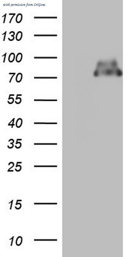 OriGene TA805057S image 1