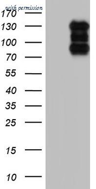 OriGene TA805058S image 1