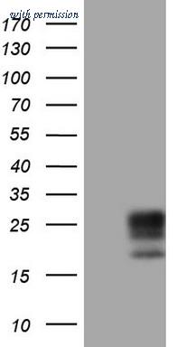 OriGene TA805085S image 1