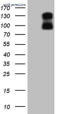 OriGene TA805110S image 1