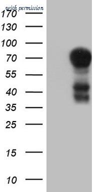 OriGene TA805129S image 1